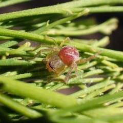 Tharpyna sp. (genus) (A crab spider) at Belconnen, ACT - 11 Nov 2023 by CathB