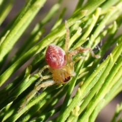 Tharpyna sp. (genus) at Aranda Bushland - 12 Nov 2023