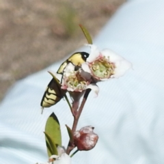 Castiarina octospilota (A Jewel Beetle) at Stromlo, ACT - 17 Nov 2023 by HelenCross
