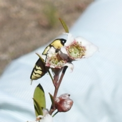 Castiarina octospilota (A Jewel Beetle) at Block 402 - 18 Nov 2023 by HelenCross