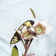 Castiarina octospilota at Block 402 - 18 Nov 2023