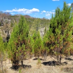 Callitris endlicheri (Black Cypress Pine) at Gigerline Nature Reserve - 18 Nov 2023 by trevorpreston