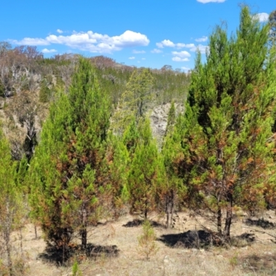 Callitris endlicheri (Black Cypress Pine) at Gigerline Nature Reserve - 18 Nov 2023 by trevorpreston