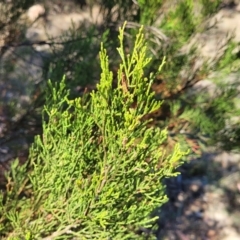 Callitris endlicheri at Gigerline Nature Reserve - 18 Nov 2023