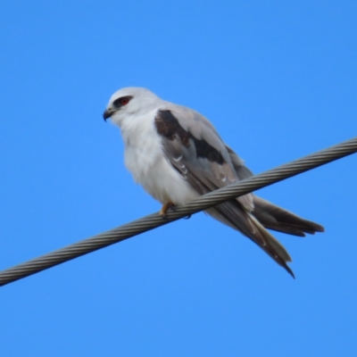 Elanus axillaris (Black-shouldered Kite) at QPRC LGA - 17 Nov 2023 by MatthewFrawley