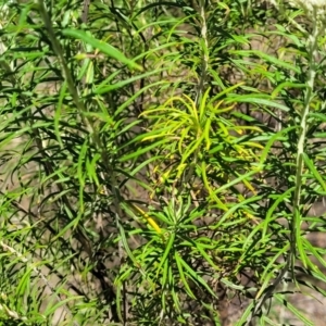 Cassinia longifolia at Gigerline Nature Reserve - 18 Nov 2023 02:26 PM