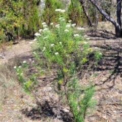 Cassinia longifolia at Gigerline Nature Reserve - 18 Nov 2023 02:26 PM