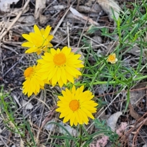 Xerochrysum viscosum at Gigerline Nature Reserve - 18 Nov 2023 02:26 PM