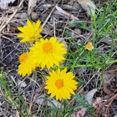 Xerochrysum viscosum (Sticky Everlasting) at Gigerline Nature Reserve - 18 Nov 2023 by trevorpreston