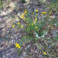 Xerochrysum viscosum at Gigerline Nature Reserve - 18 Nov 2023 02:26 PM