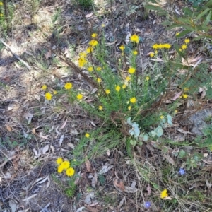 Xerochrysum viscosum at Gigerline Nature Reserve - 18 Nov 2023