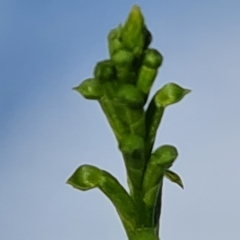 Microtis sp. (Onion Orchid) at Isaacs, ACT - 18 Nov 2023 by Mike