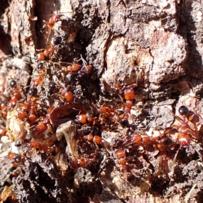 Podomyrma gratiosa (Muscleman tree ant) at Point 4152 - 11 Nov 2023 by CathB