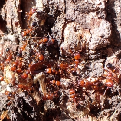 Podomyrma gratiosa (Muscleman tree ant) at Aranda Bushland - 11 Nov 2023 by CathB