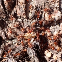 Podomyrma gratiosa at Point 4152 - 12 Nov 2023 10:17 AM