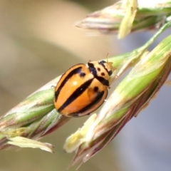 Micraspis frenata (Striped Ladybird) at Cook, ACT - 11 Nov 2023 by CathB