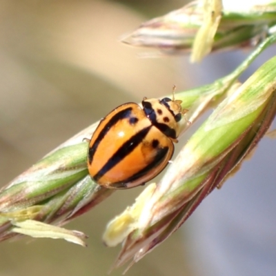 Micraspis frenata (Striped Ladybird) at Mount Painter - 12 Nov 2023 by CathB