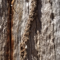 Papyrius sp. (genus) (A Coconut Ant) at Stromlo, ACT - 17 Nov 2023 by dwise