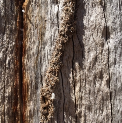 Papyrius sp. (genus) (A Coconut Ant) at Block 402 - 17 Nov 2023 by dwise