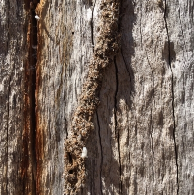 Papyrius sp. (genus) (A Coconut Ant) at Stromlo, ACT - 17 Nov 2023 by dwise