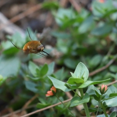 Bombyliidae sp. (family) at Point Lookout, QLD - 14 Nov 2023 by TimL