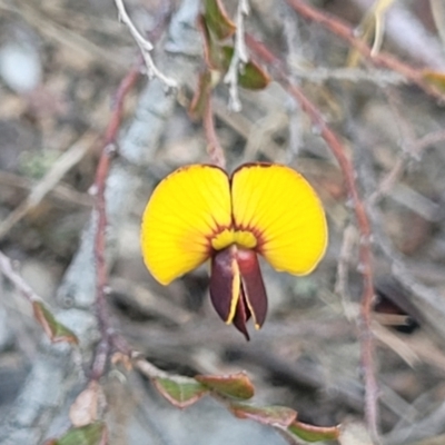 Bossiaea buxifolia (Matted Bossiaea) at Gigerline Nature Reserve - 18 Nov 2023 by trevorpreston