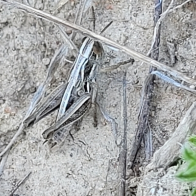 Praxibulus sp. (genus) (A grasshopper) at Gigerline Nature Reserve - 18 Nov 2023 by trevorpreston