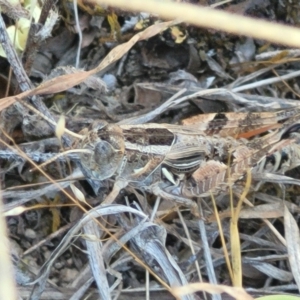 Brachyexarna lobipennis at Gigerline Nature Reserve - 18 Nov 2023 02:19 PM