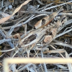 Brachyexarna lobipennis at Gigerline Nature Reserve - 18 Nov 2023 02:19 PM