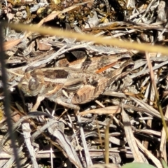 Brachyexarna lobipennis at Gigerline Nature Reserve - 18 Nov 2023 02:19 PM