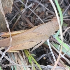 Goniaea australasiae at Gigerline Nature Reserve - 18 Nov 2023