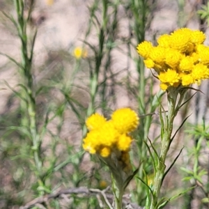 Chrysocephalum semipapposum at Gigerline Nature Reserve - 18 Nov 2023