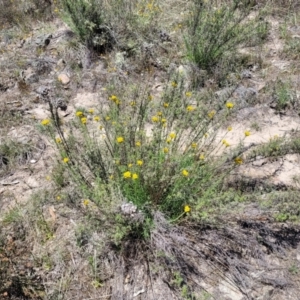 Chrysocephalum semipapposum at Gigerline Nature Reserve - 18 Nov 2023