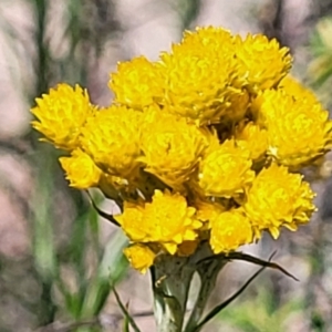 Chrysocephalum semipapposum at Gigerline Nature Reserve - 18 Nov 2023