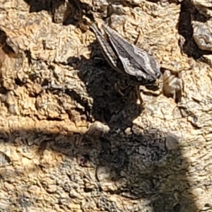 Tetrigidae (family) at Gigerline Nature Reserve - 18 Nov 2023 02:14 PM