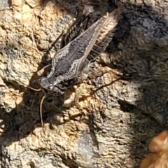 Tetrigidae (family) at Gigerline Nature Reserve - 18 Nov 2023 02:14 PM