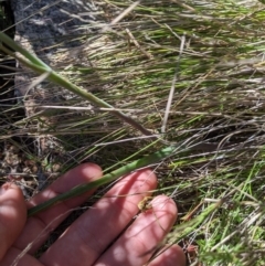 Calochilus sp. (A Beard Orchid) at Namadgi National Park - 18 Nov 2023 by MattM