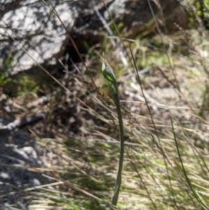 Calochilus sp. at Namadgi National Park - 18 Nov 2023
