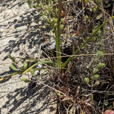 Diuris monticola (Highland Golden Moths) at Namadgi National Park - 18 Nov 2023 by MattM