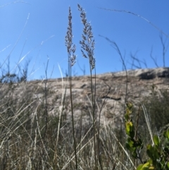 Deyeuxia monticola (A Bent-grass) at Namadgi National Park - 17 Nov 2023 by MattM