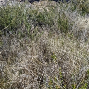 Deyeuxia monticola at Namadgi National Park - 18 Nov 2023