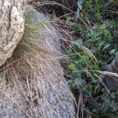 Deyeuxia monticola at Namadgi National Park - 18 Nov 2023 09:46 AM