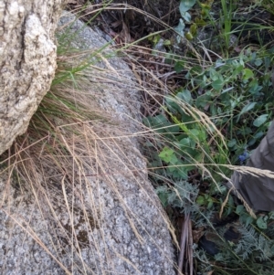 Deyeuxia monticola at Namadgi National Park - 18 Nov 2023 09:46 AM