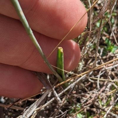 Thelymitra juncifolia (Dotted Sun Orchid) at Namadgi National Park - 18 Nov 2023 by MattM