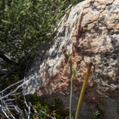 Calochilus sp. (A Beard Orchid) at Namadgi National Park - 18 Nov 2023 by MattM