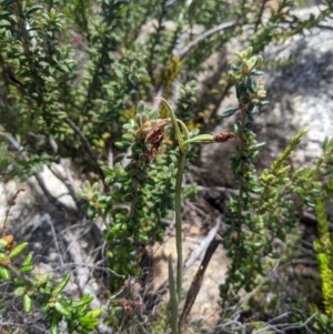 Calochilus sp. at Namadgi National Park - 18 Nov 2023