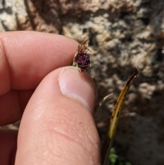 Calochilus sp. at Namadgi National Park - 18 Nov 2023