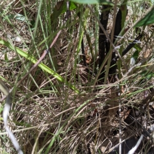 Thelymitra simulata at Namadgi National Park - 18 Nov 2023