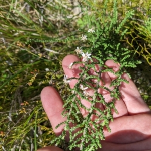 Olearia floribunda at Namadgi National Park - 18 Nov 2023 01:32 PM