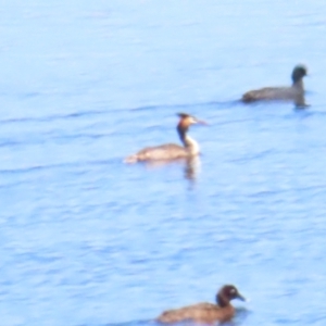 Podiceps cristatus at Murrumbateman, NSW - 18 Nov 2023 11:26 AM